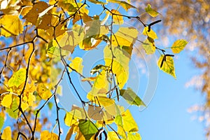 Autumn background of yellowing birch leaves against a blue sky