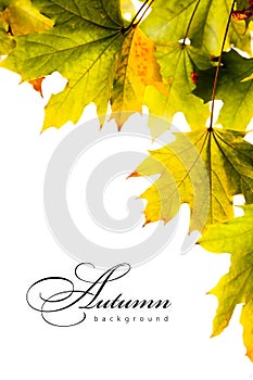 Autumn backgroundl maple leaves