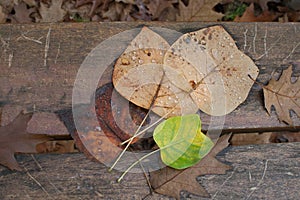 AUTUMN BACKGROUNDS. FALL LEAVES ON A WOODEN BENCH AT PARK