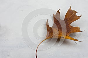 AUTUMN BACKGROUNDS. ORANGE COLORFUL LEAF AGAINST GRAY CONCRET TR photo