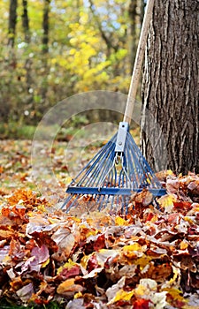 Autumn backyard scene