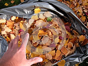 Autumn - Bag of Leaves