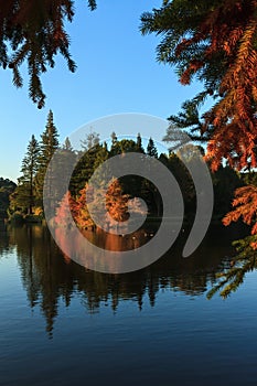 Autumn: Bald cypresses reflected in a lake