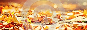 Autumn. Banner. Background of autumn leaves in a Park on earth, yellow leaves in autumn Park. Autumn forest. Fall leaves. Time aut