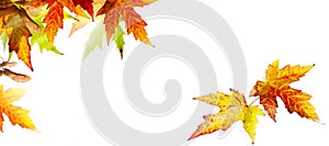 autumn banner background with colorful autumn maple leaves