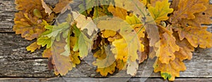 Autumn banner background of fall oak leaves on the wooden board, top view.