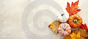 Autumn banner fall abstract background with colorful leaves, pine cones and pumpkins on bright background, copy space