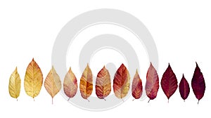 Autumn banner of leaves in a spectrum of fall colors