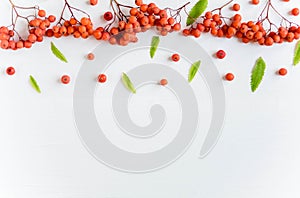 Autumn banner with rowan berries and leaves. White wooden background with autumn rowan berries and leaves. Frame
