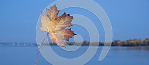 Autumn banner with yellow and red maple leaf. Blue sky and river blurred background. Fall nature water landscape