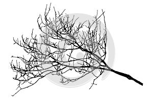 Autumn bare branch tree silhouette. Vector illustration