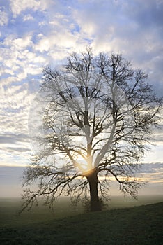 In autumn a bare oak stands in portrait format in front of a wide landscape from which fog rises, at dawn at sunrise