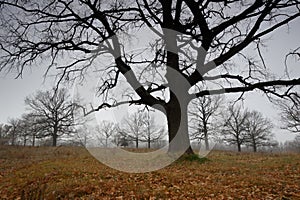 Autumn bare oaks in a fog