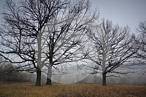 Autumn bare oaks in a fog
