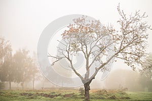 Autumn bare tree in fog