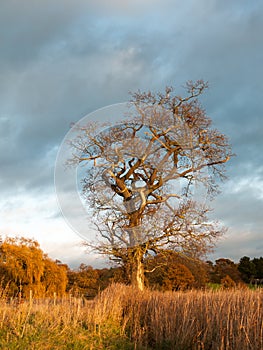 Autumn bare tree trunk branches no leaves fall landscape country