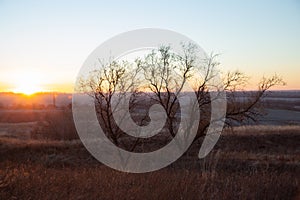 Autumn bare trees on a background of sunrise