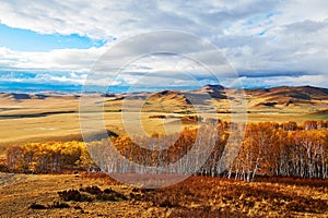 Autumn Bashang grassland birch forest