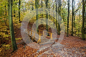 Autumn beatiful path with bridge and colorful leaves and trees.