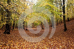 Autumn beatiful path in forest with colorful leaves and trees.