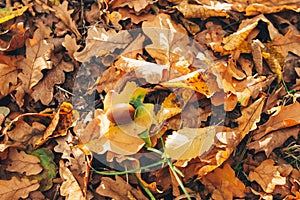 Autumn. Beautiful fall yellow and brown leaves with acorns in grass on ground in sunny warm forest. Autumnal background. Oak tree