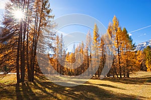 Autumn beautiful landscape with mountain and yellow trees