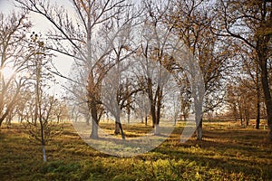 Autumn beautiful park in the early morning.