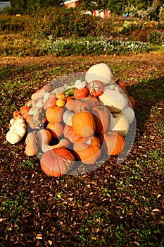 Autumnal garden in the UK. pumpkins ready to Hallowen