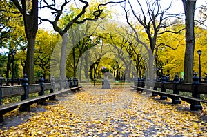 Autumn beauty in Central Park NYC