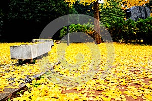 The Autumn beauty of Ginkgo Biloba in Changsha City