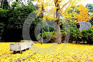 The Autumn beauty of Ginkgo Biloba in Changsha City