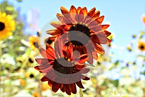 Autumn Beauty Sunflowers in bloom in the desert, Arizona, United States