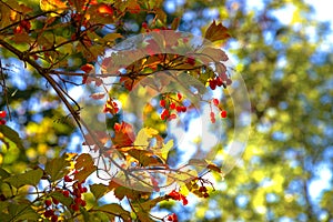 Autumn beauty of viburnum