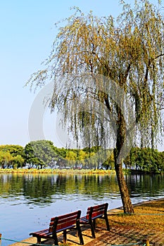 The Autumn beauty of Xihu, West lake