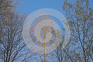 Autumn beech canopy on a blue sky