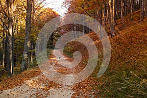 Through the autumn beech forest