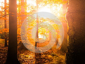 Autumn in beech forest. Beautiful warm scenery with first morning sun rays in misty autumnal forest