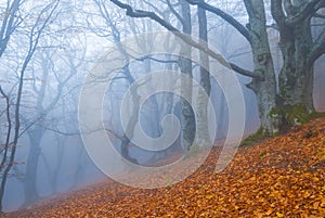 autumn beech forest in dense mist