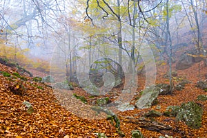 autumn beech forest in dense mist