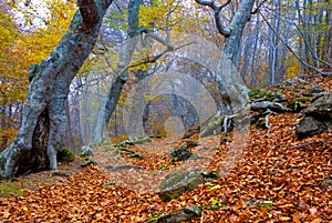 autumn beech forest in dense mist