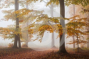 Autumn beech forest in fog. Beauty of nature at fall season