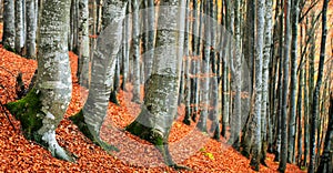 Autumn beech forest. Large level trees. yellow leaves on trees and on the ground.