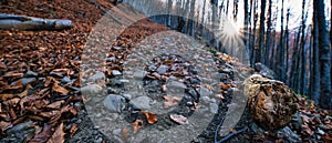 Autumn beech forest. Large level trees. yellow leaves on trees and on the ground.