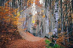 Autumn beech forest. Large level trees. yellow leaves on trees and on the ground.