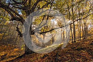 Autumn beech forest with a light haze, sun rays and a gnarled tree