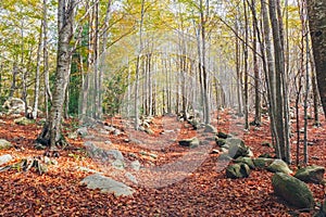 Autumn Beech Forest in the Montseny Natural Park