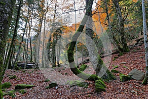 Autumn beech forest in Ordesa and Monte Perdido National Park, Spain