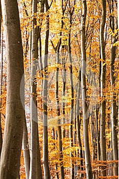 Autumn beech forest straight stem orange and red