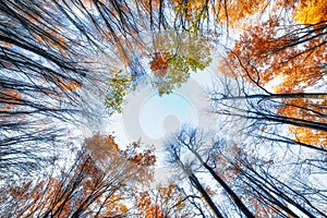 Autumn beech forest, view from below. Natural background.
