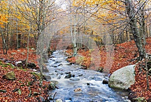 Autumn Beech Forest wirh Creek Across in the Montseny Natural Park